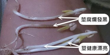 次氯酸水功效植物